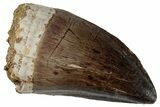 Large, Fossil Mosasaur (Prognathodon) Tooth - Morocco #262801-1